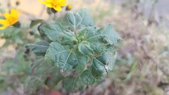 Simsia amplexicaulis