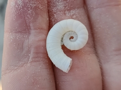 Spirula spirula
