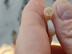 Spirula spirula