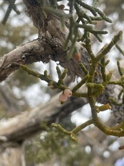Phoradendron juniperinum