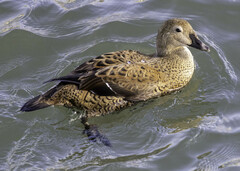 Somateria spectabilis