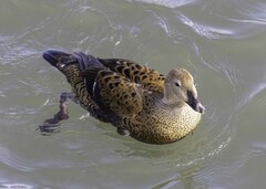 Somateria spectabilis