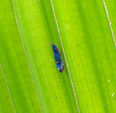 Tettisama quinquemaculata
