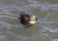 Somateria spectabilis