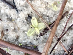 Pinguicula lusitanica
