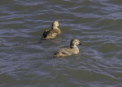 Somateria spectabilis