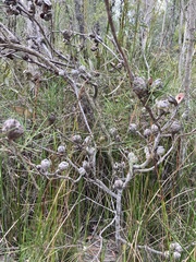 Hakea actites
