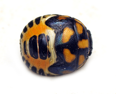 Aspideurus flavescens