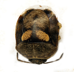 Aspideurus flavescens