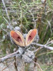 Hakea actites