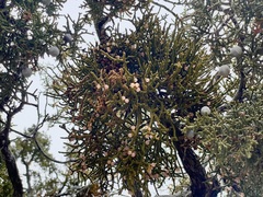 Phoradendron juniperinum