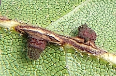 Callirhytis serricornis