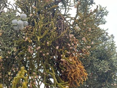 Phoradendron juniperinum