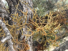 Arceuthobium divaricatum