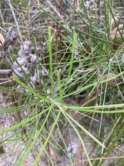 Hakea actites