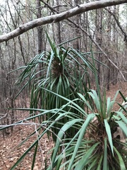 Yucca louisianensis