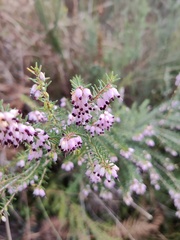Erica erigena