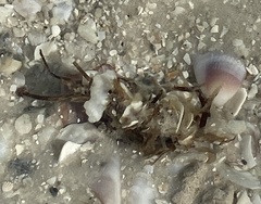 Diopatra cuprea