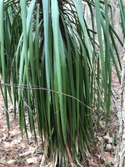 Yucca louisianensis