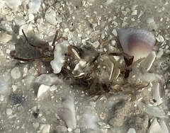 Diopatra cuprea