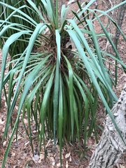 Yucca louisianensis