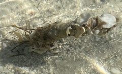 Diopatra cuprea