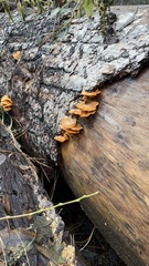 Phyllotopsis nidulans