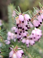 Erica erigena