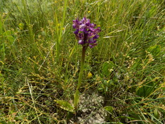 Anacamptis morio caucasica