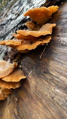 Phyllotopsis nidulans