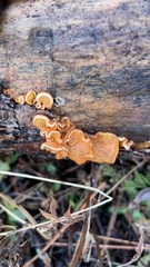 Phyllotopsis nidulans