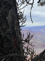 Arceuthobium divaricatum