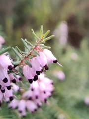 Erica erigena