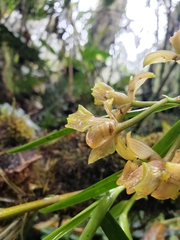 Epidendreae