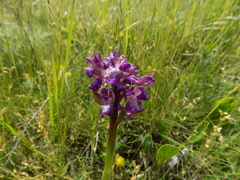 Anacamptis morio caucasica
