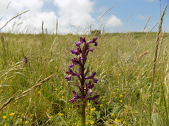 Anacamptis morio caucasica