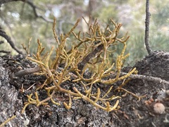 Arceuthobium divaricatum