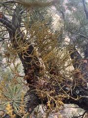 Arceuthobium divaricatum