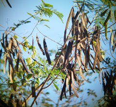 Campylorhynchus yucatanicus