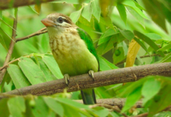 Psilopogon viridis