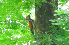 Dinopium benghalense