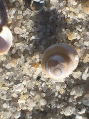 Vetigastropoda