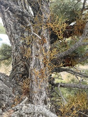 Arceuthobium divaricatum