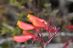 Eccremocarpus scaber