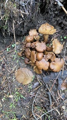 Kuehneromyces lignicola
