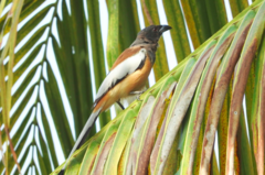 Dendrocitta vagabunda