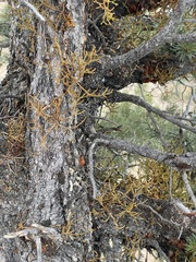 Arceuthobium divaricatum