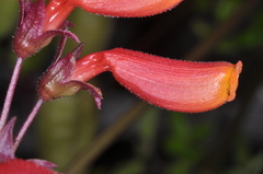 Eccremocarpus scaber