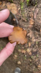 Kuehneromyces lignicola