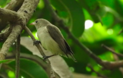 Dicaeum erythrorhynchos